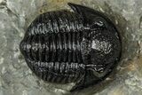 Detailed Gerastos Trilobite Fossil - Morocco #347357-2